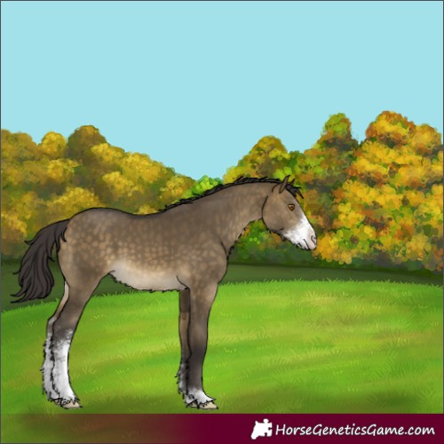 Horse Color:Buckskin Dun Sabino 
