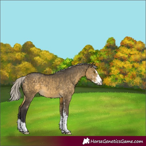 Horse Color:Silver Buckskin Dun Sabino 