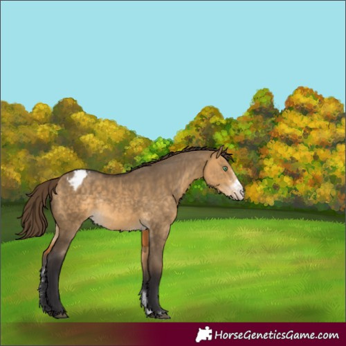 Horse Color:Buckskin Dun Sabino Appaloosa Rabicano 