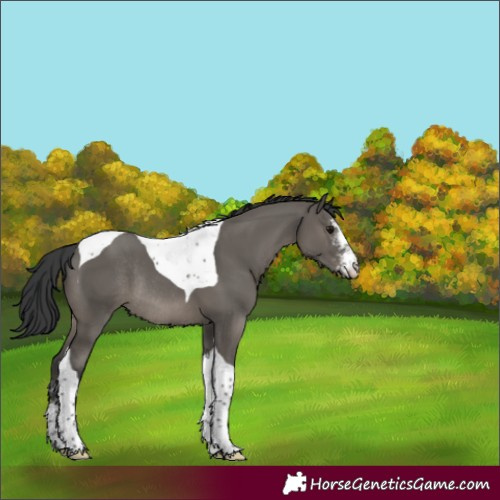 Horse Color:Grullo Sabino Tobiano Rabicano 