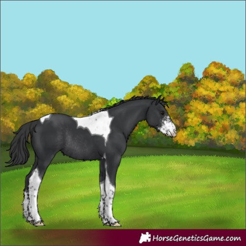Horse Color:Black Sabino Tobiano Rabicano 