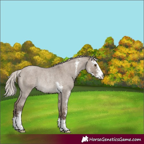 Horse Color:Silver Grullo Roan Sabino Rabicano 