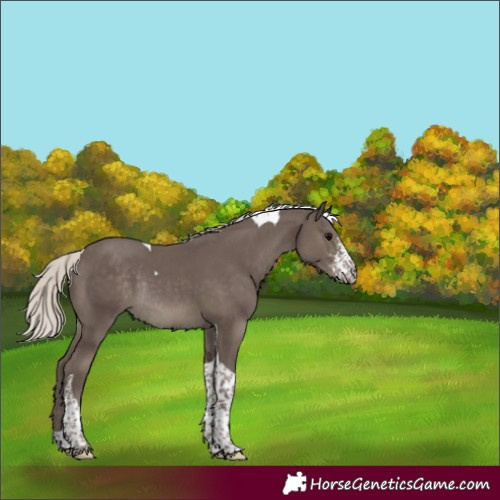 Horse Color:Silver Black Sabino Tobiano Rabicano 