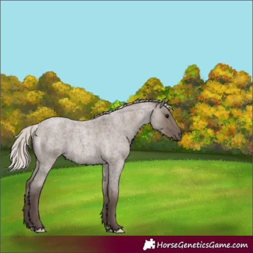 Horse Color:Silver Grullo Roan Rabicano 
