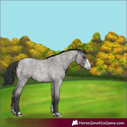 Horse Color:Grullo Roan Sabino Rabicano 