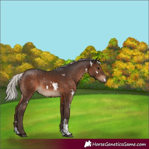 Horse Color:White Spotted Silver Brown Sabino Rabicano 