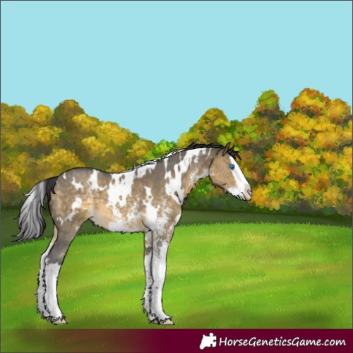 Horse Color:White Spotted Buckskin Dun Sabino Splash 