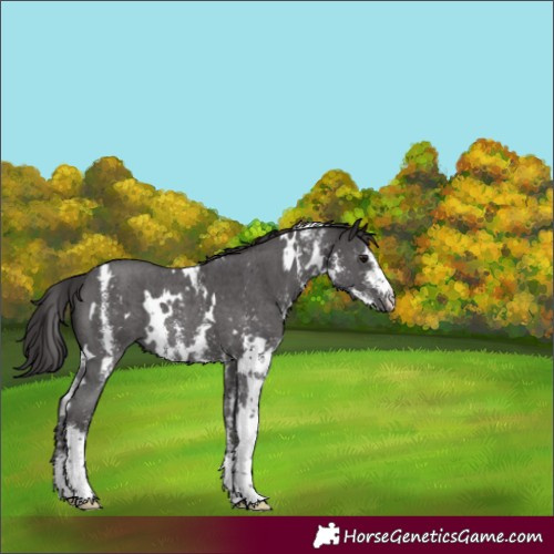 Horse Color:White Spotted Smoky Black Sabino Rabicano 