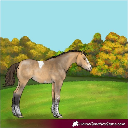 Horse Color:Buckskin Sabino Tobiano Rabicano 