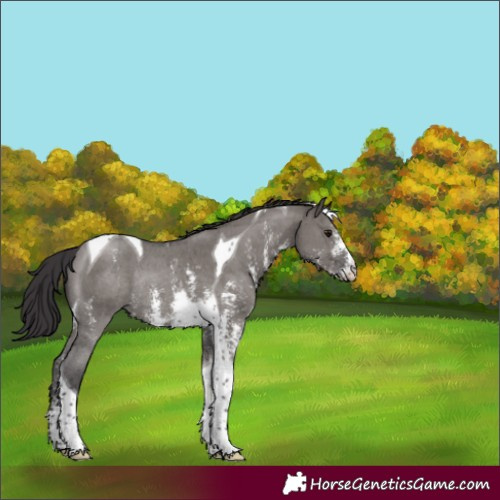 Horse Color:Smoky Grullo Sabino Tobiano Rabicano 