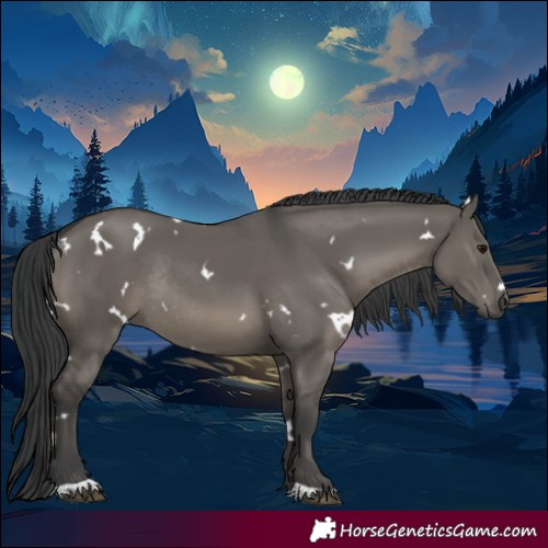 Horse Color:White Spotted Grullo Rabicano 