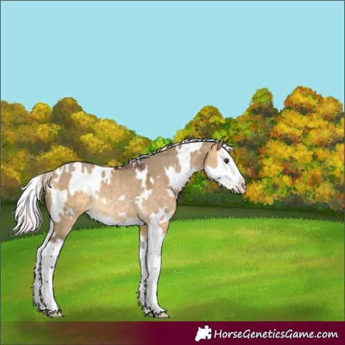 Horse Color:White Spotted Silver Buckskin Dun Splash Rabicano 