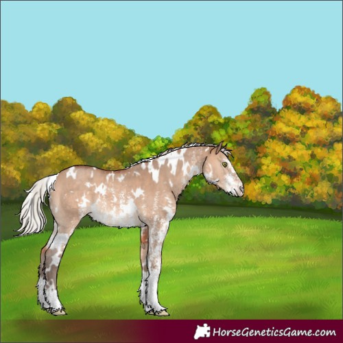 Horse Color:White Spotted Silver Brown Dun Sabino 