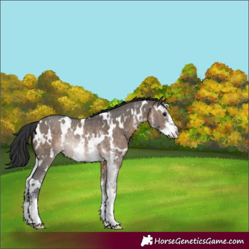 Horse Color:White Spotted Brown Dun Sabino Rabicano 