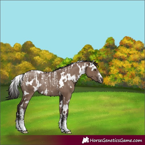 Horse Color:Powder White White Spotted Liver Red Dun Rabicano 