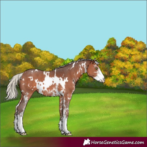 Horse Color:White Spotted Silver Brown Sabino 