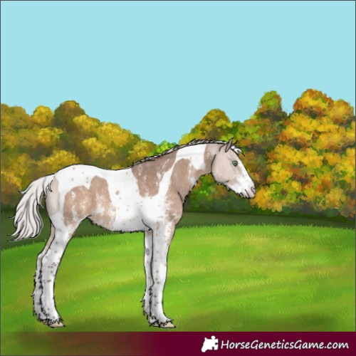 Horse Color:Silver Brown Dun Sabino Tobiano 