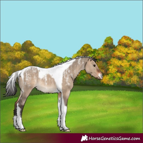 Horse Color:Powder White Brown Dun Tobiano Rabicano 