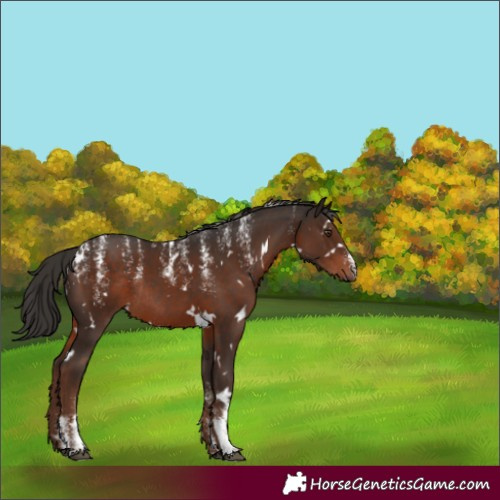Horse Color:Powder White White Spotted Liver Chestnut Rabicano 