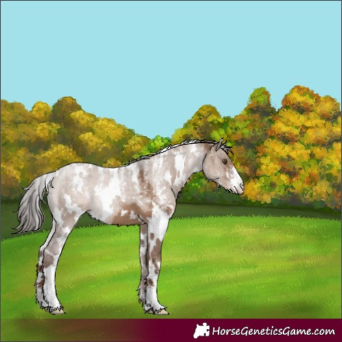 Horse Color:Powder White White Spotted Liver Red Dun 
