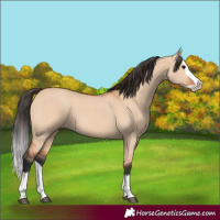 Horse Color:Bay Dun Splash