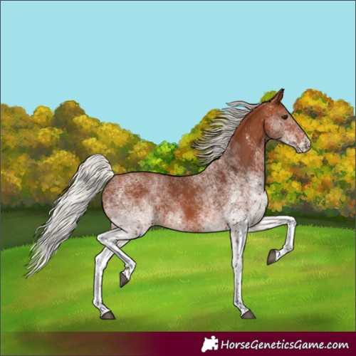 Horse Color:White Spotted Silver Brown Rabicano 