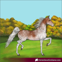 Horse Color:White Spotted Silver Brown Rabicano 