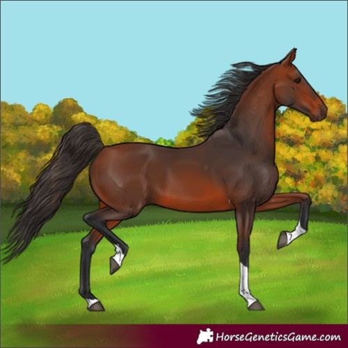 Horse Color:Bay Tobiano 