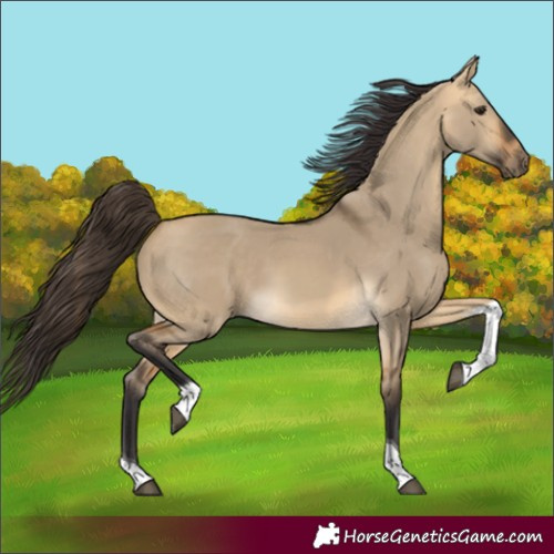 Horse Color:Buckskin Dun Tobiano 
