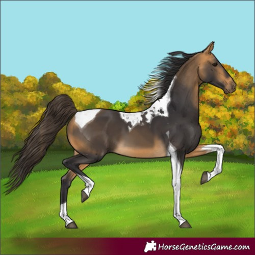 Horse Color:Buckskin Tobiano 