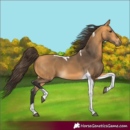 Horse Color:Buckskin Tobiano 