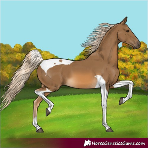 Horse Color:Chocolate Palomino Tobiano 