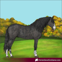 Horse Color:Black  and Black 
