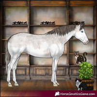 Horse Color:Liver Red Roan Splash Appaloosa