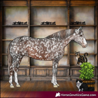 Horse Color:Liver Chestnut Appaloosa
