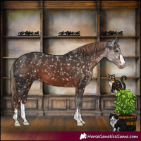 Horse Color:Liver Chestnut Appaloosa 