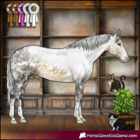 Horse Color:White Spotted Silver Buckskin Appaloosa