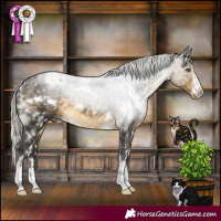 Horse Color:White Spotted Silver Buckskin Appaloosa