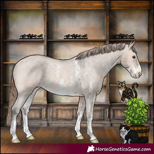 Horse Color:Bay Dun Sabino Appaloosa Rabicano 