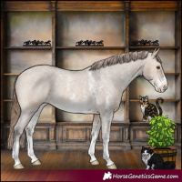 Horse Color:Bay Dun Sabino Appaloosa Rabicano 