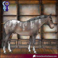 Horse Color:Powder White Brown Appaloosa