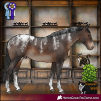 Horse Color:Powder White Brown Appaloosa