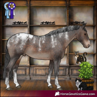 Horse Color:Powder White Brown Appaloosa