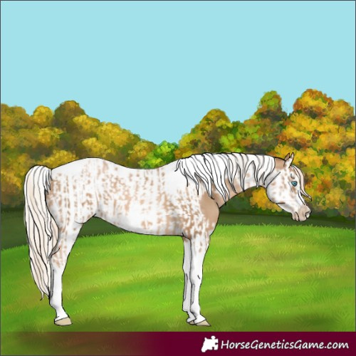 Horse Color:Chocolate Palomino Pearl Tobiano Frame  and Chocolate Palomino Pearl Splash Tobiano Frame 