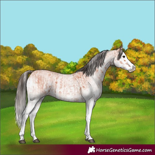 Horse Color:White Spotted Bay Roan Splash  and White Spotted Bay Roan Splash Appaloosa 