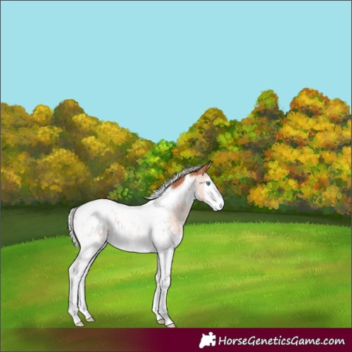 Horse Color:Silver Amber Champagne Roan Splash Tobiano Appaloosa Rabicano 