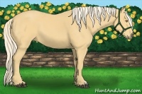 Horse Color:Palomino 