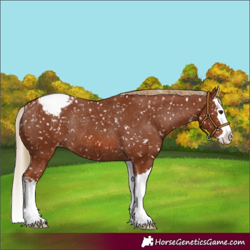 Horse Color:Chestnut Splash Appaloosa Rabicano