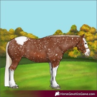 Horse Color:Chestnut Splash Appaloosa Rabicano