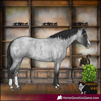 Horse Color:Blue Roan Sabino